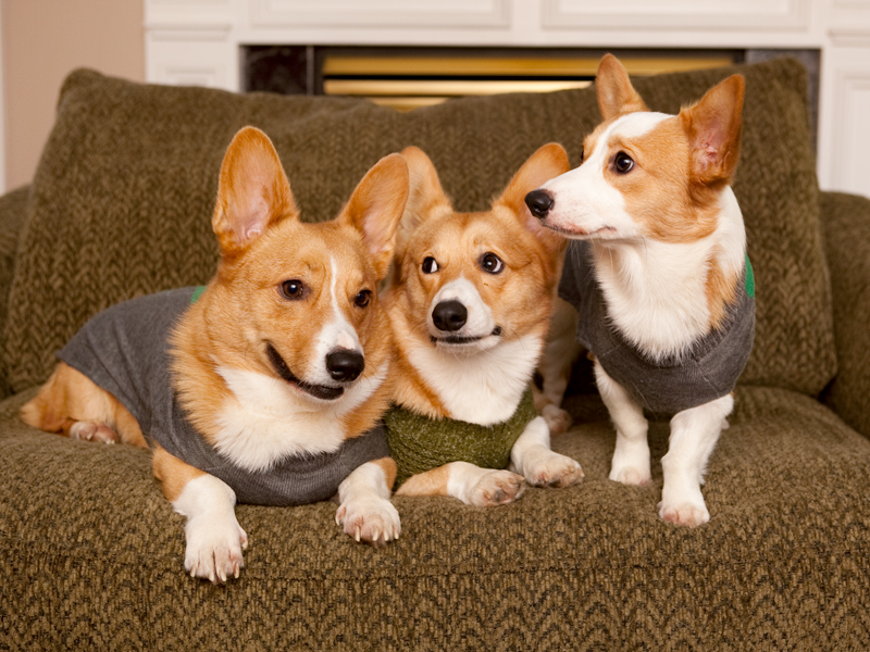 Corgi group photo wearing matching sweaters