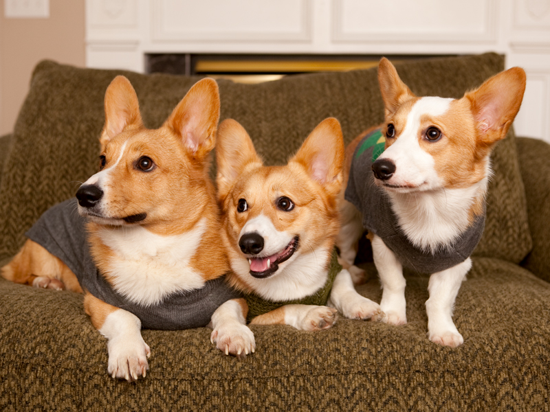 Corgi group photo wearing matching sweaters