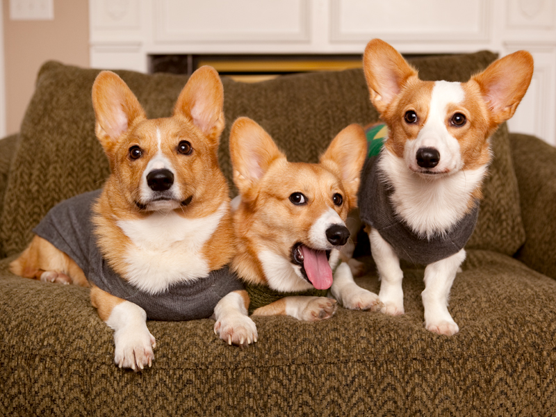 Corgi group photo wearing matching sweaters