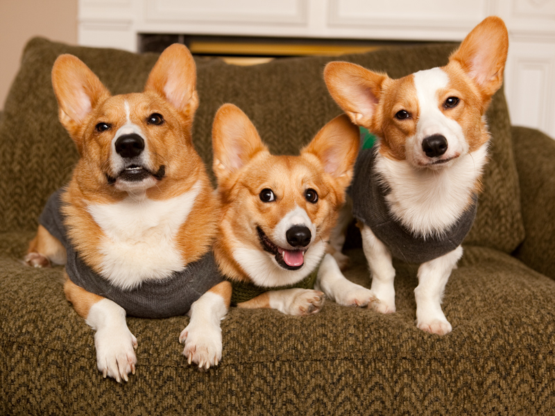 Corgi group photo wearing matching sweaters