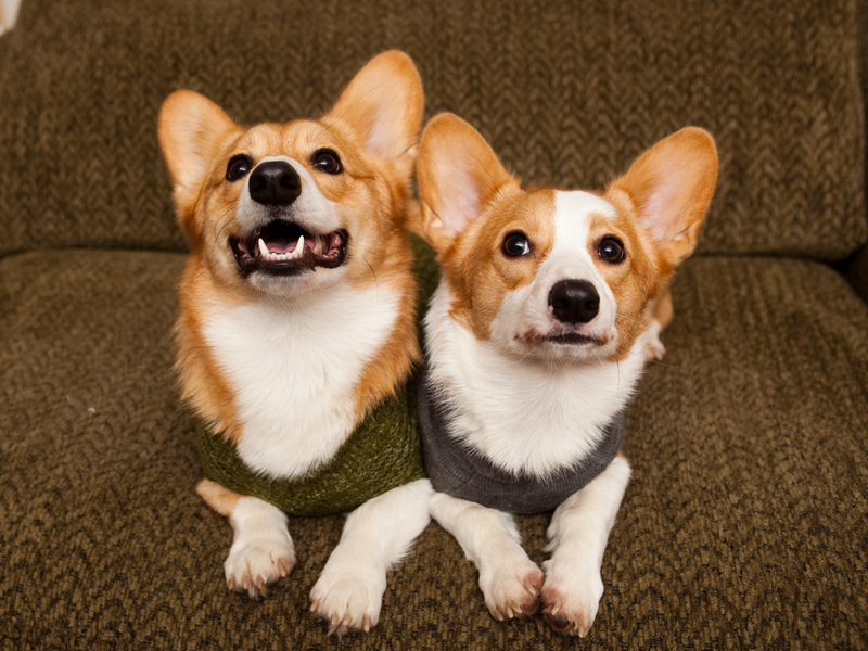 Corgi group photo wearing matching sweaters