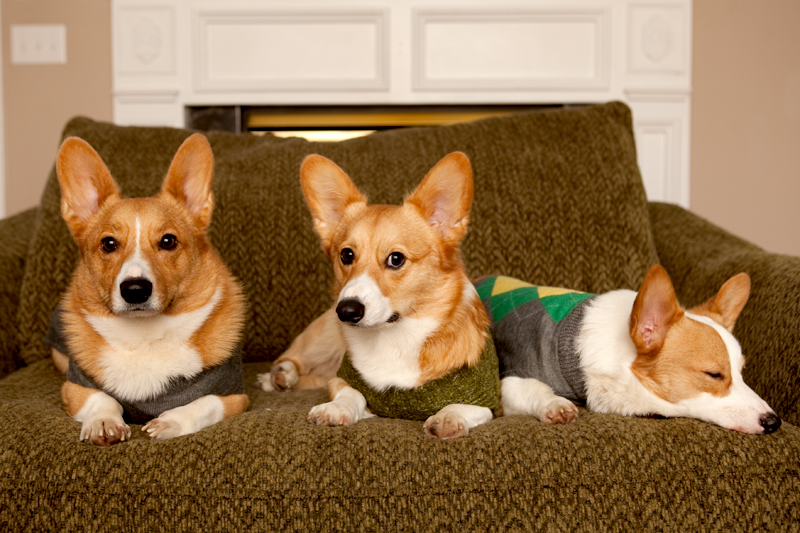 Corgi group photo wearing matching sweaters