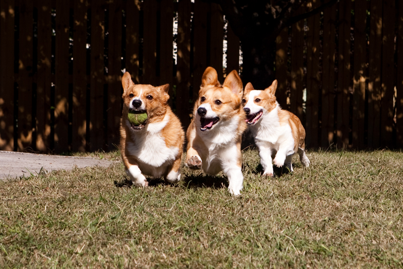 Three Pembroke Welsh corgis playing fetch outside.