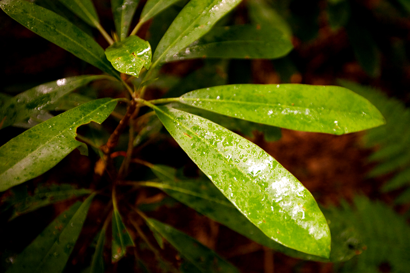 Wet rhododendron leaves