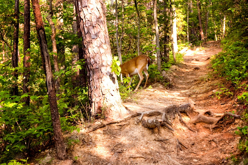 Rich Mountain Loop Hiking Trail - Cades Cove in Smoky Mountains