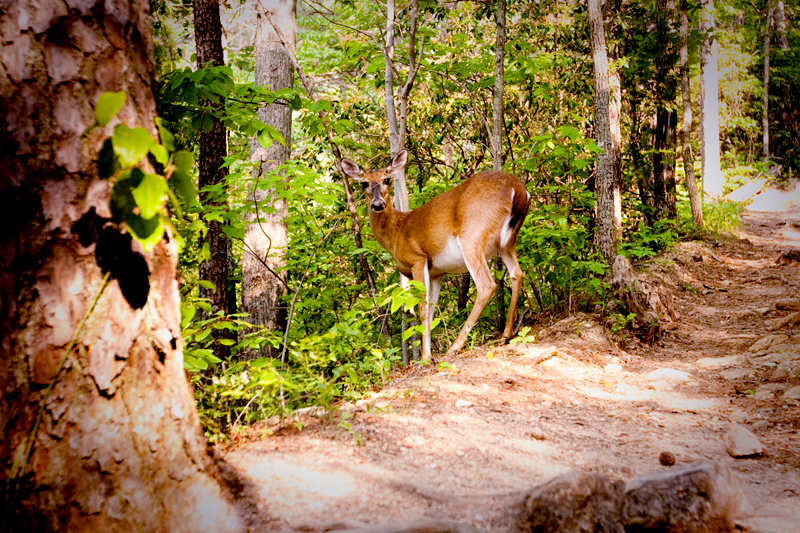 Rich Mountain Loop Hiking Trail - Cades Cove in Smoky Mountains