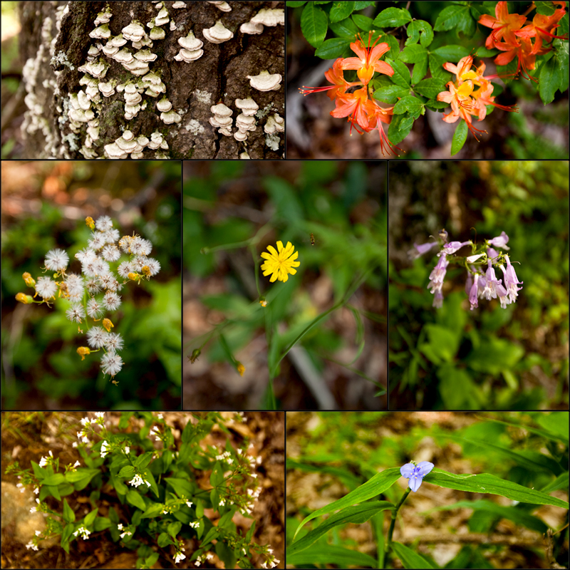 Rich Mountain Loop Hiking Trail - Cades Cove in Smoky Mountains