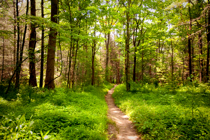 Rich Mountain Loop Hiking Trail - Cades Cove in Smoky Mountains