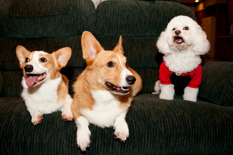 Photos of family at Thanksgiving dinner