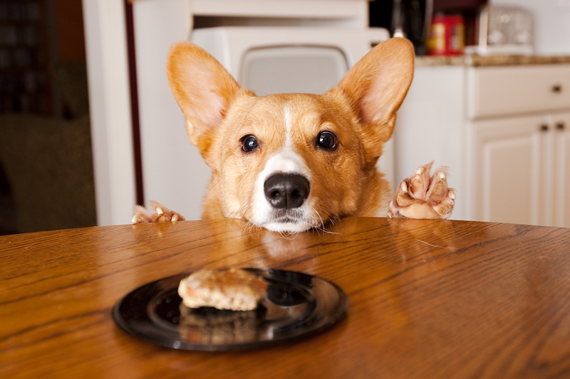 Welsh corgi peeking over table to get dog treat.