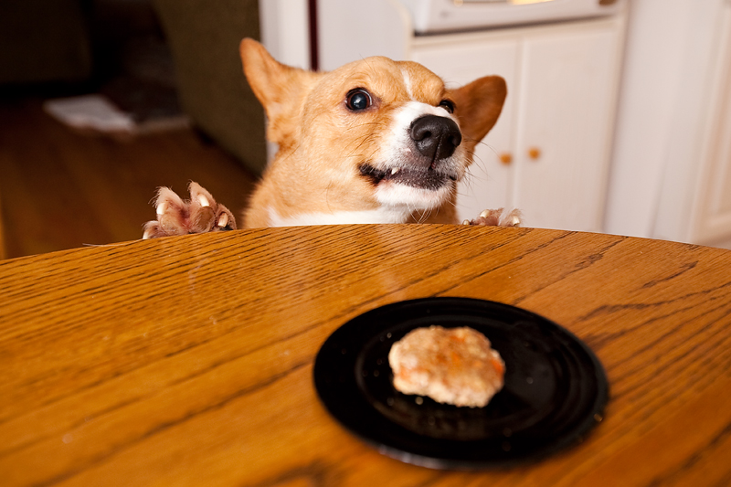 Welsh corgi peeking over table to get dog treat.