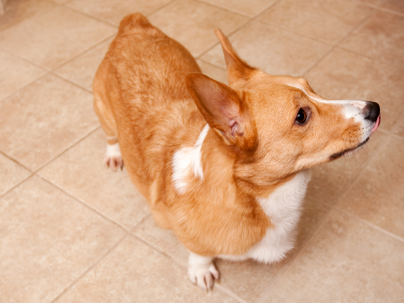 Welsh corgi licking lips for dog treat.