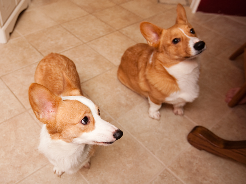 Welsh corgi with sad face.