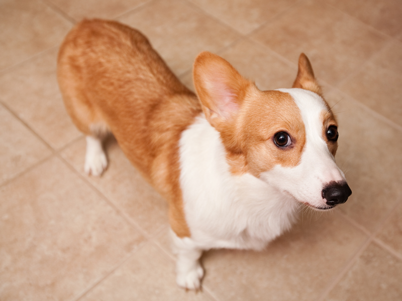 Welsh corgi with pitiful white face.