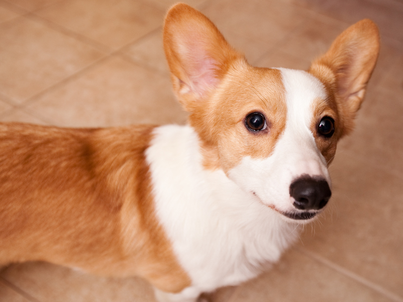 Close up of welsh corgi face.