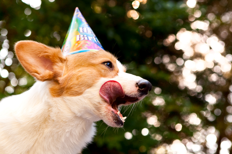 Cute corgis eating birthday cake