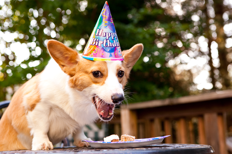 Cute corgis eating birthday cake