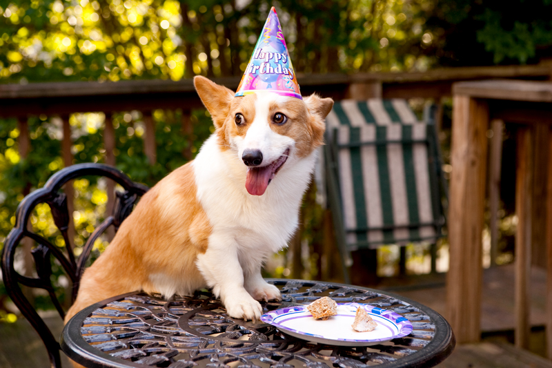 Cute corgis eating birthday cake