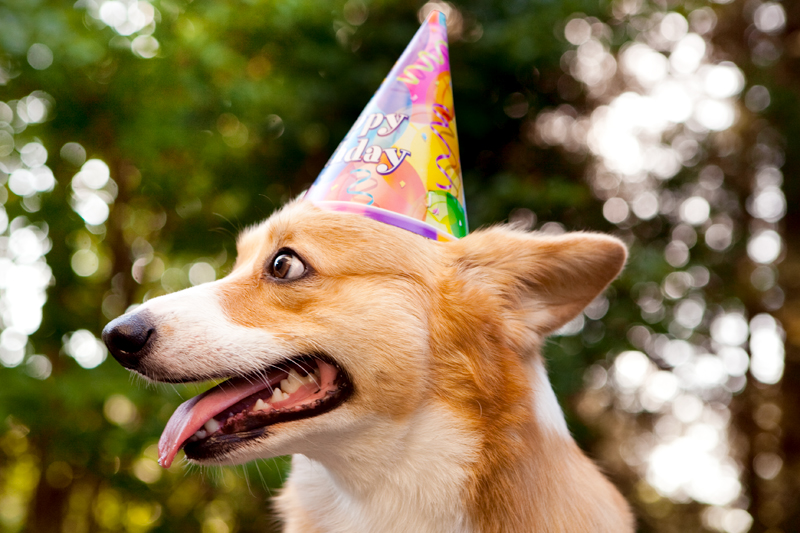 Cute corgis eating birthday cake