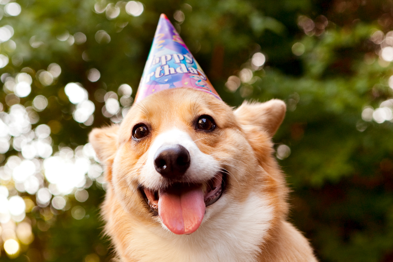 Cute corgis eating birthday cake