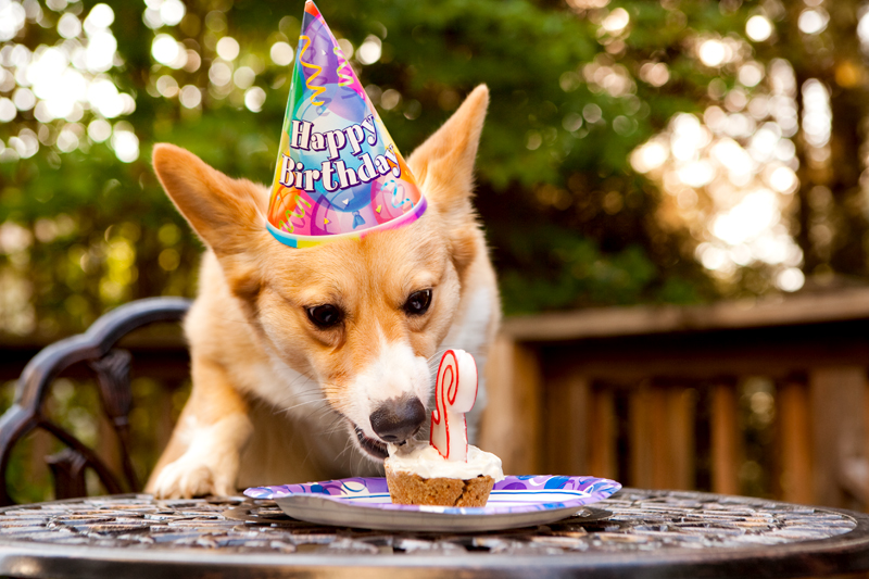 Cute corgis eating birthday cake