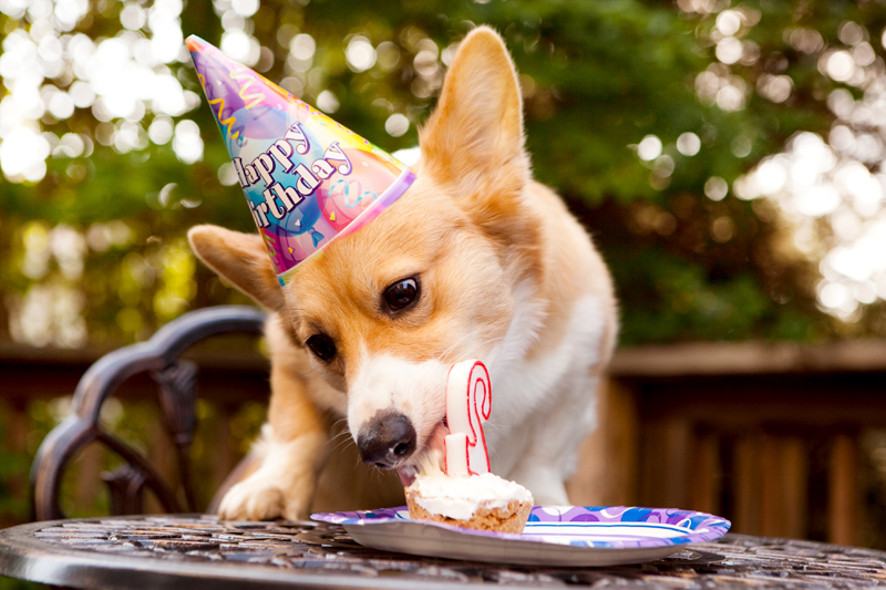 Cute corgis eating birthday cake