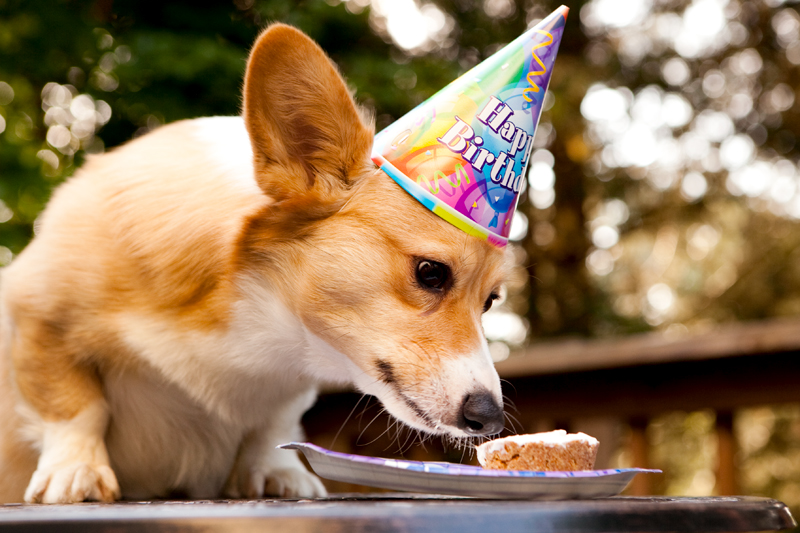 Cute corgis eating birthday cake