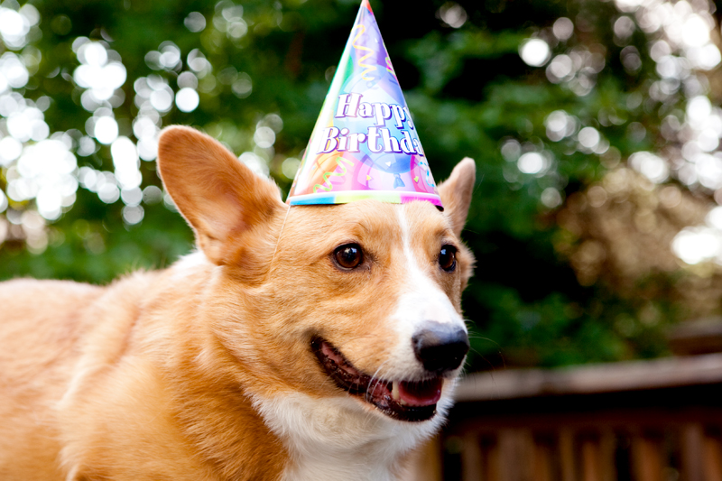 Cute corgis eating birthday cake