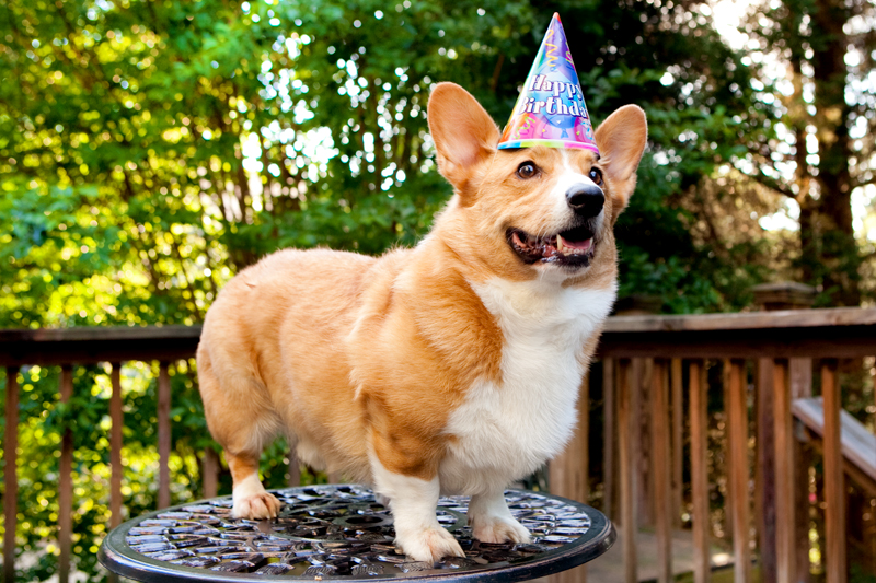 Cute corgis eating birthday cake