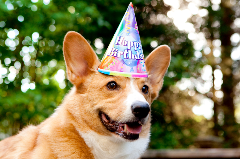 Cute corgis eating birthday cake