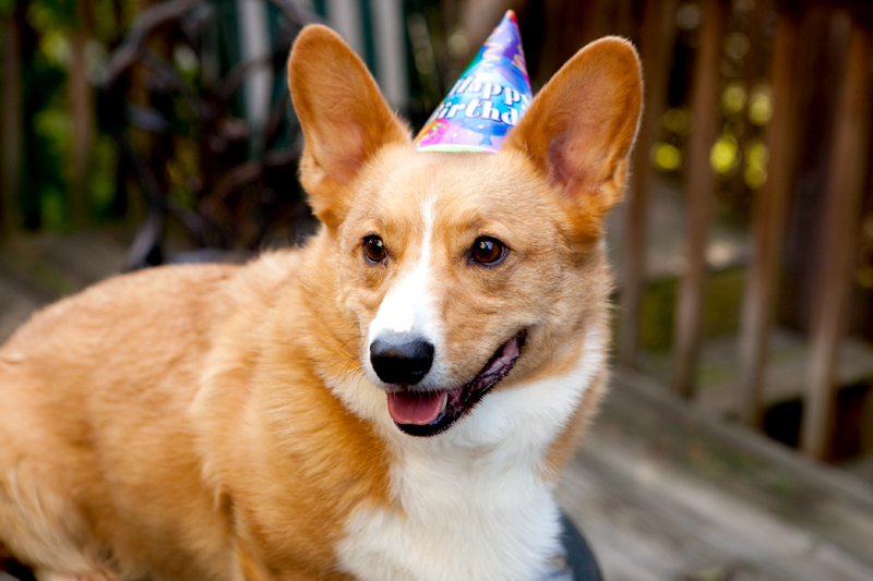 Cute corgis eating birthday cake