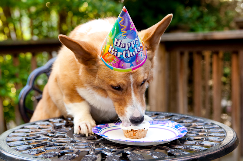 Cute corgis eating birthday cake