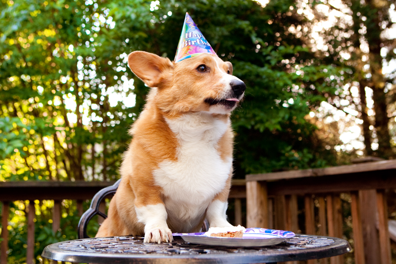 Cute corgis eating birthday cake