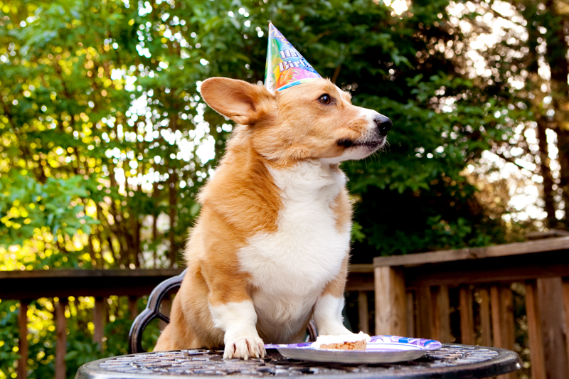 Cute corgis eating birthday cake