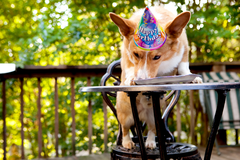 Cute corgis eating birthday cake