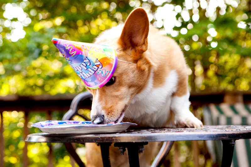 Cute corgis eating birthday cake