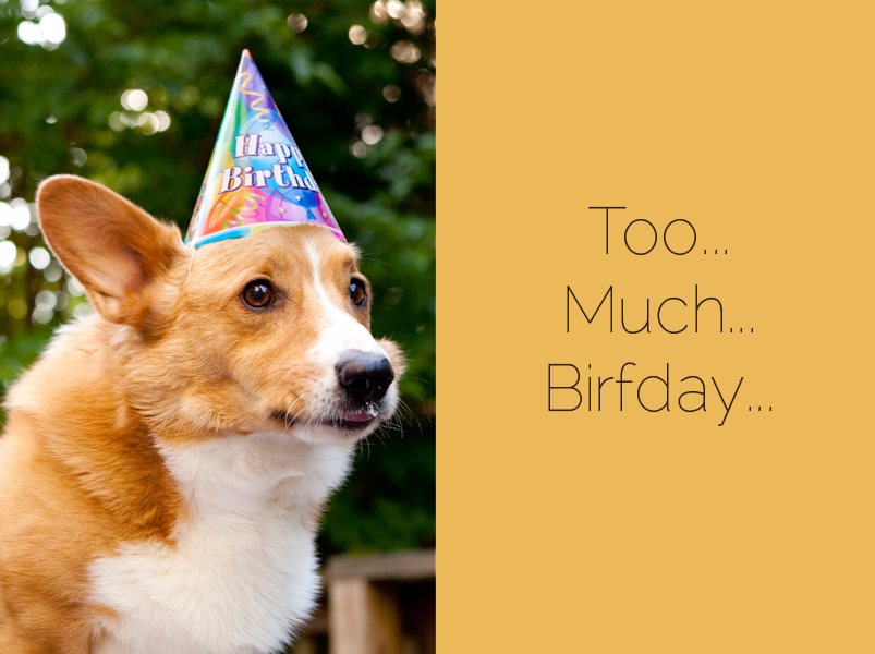 Cute corgis eating birthday cake