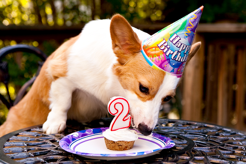 Cute corgis eating birthday cake