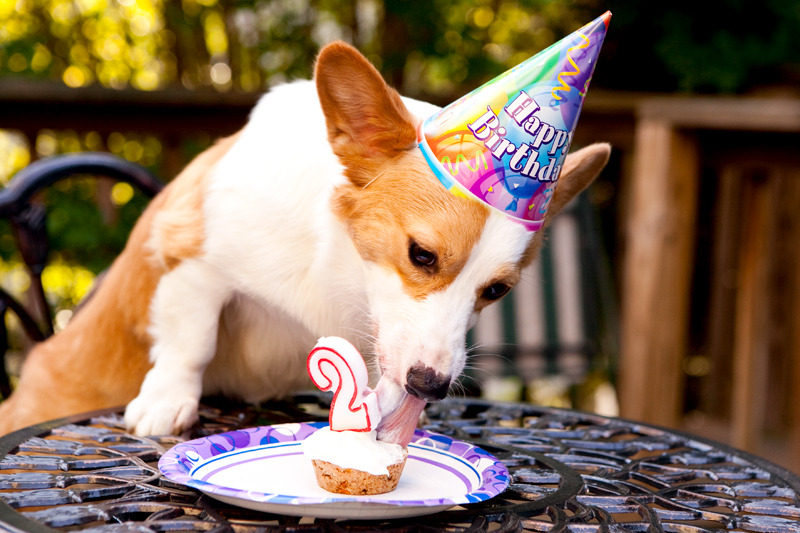 Cute corgis eating birthday cake