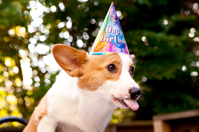 Cute corgis eating birthday cake