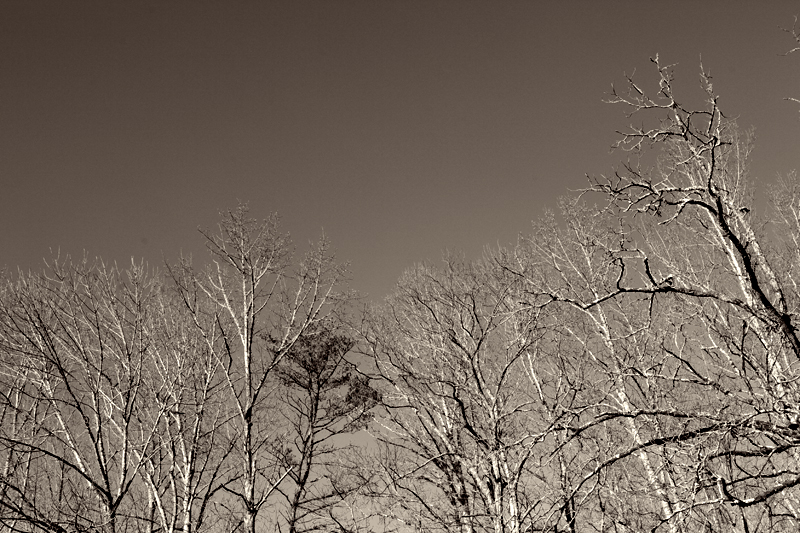 Rich Mountain Loop Trail in the winter - Cades Cove in the Smoky Mountains