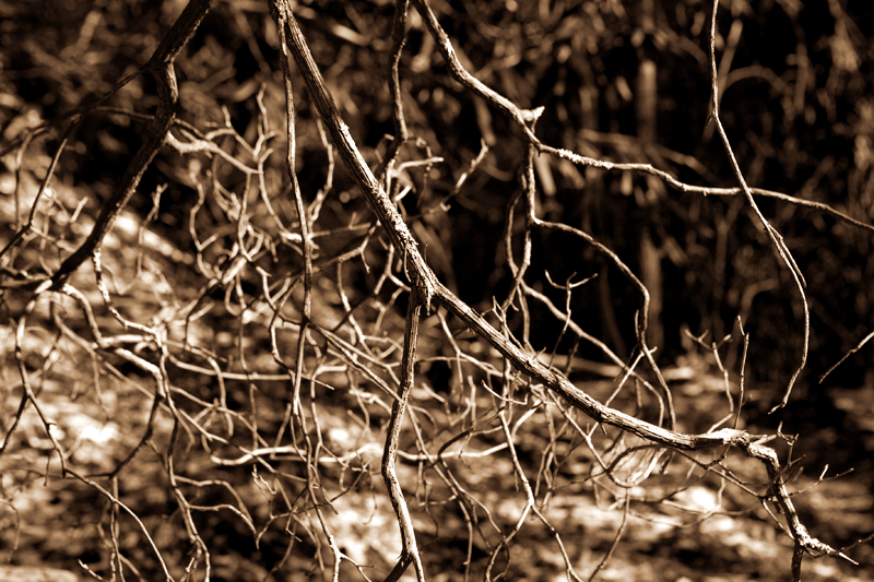 Rich Mountain Loop Trail in the winter - Cades Cove in the Smoky Mountains