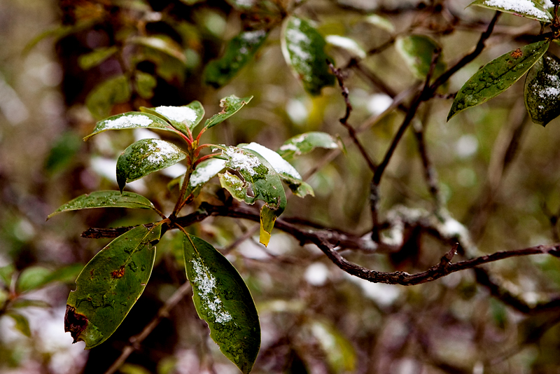 Rich Mountain Loop Trail in the winter - Cades Cove in the Smoky Mountains