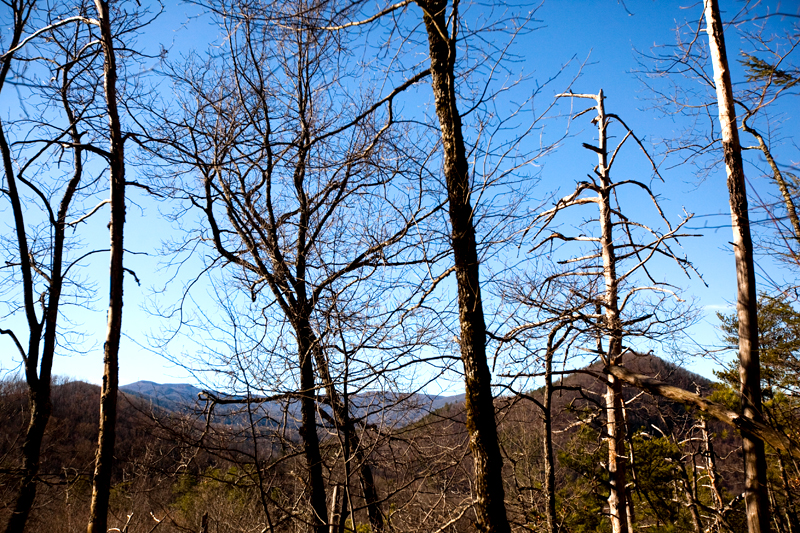 Lumber Ridge Trail Hike Smoky Mountains