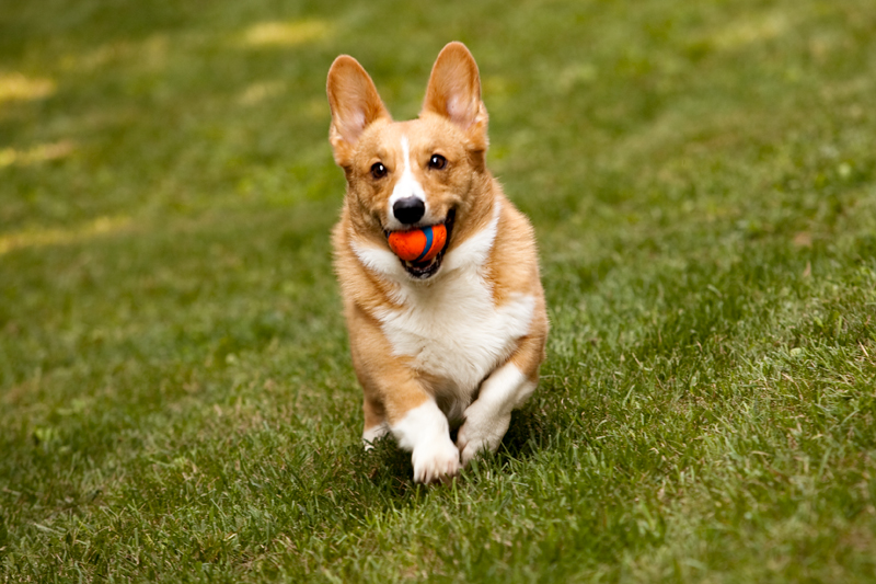 Three adorable corgis playing fetch in the yard.