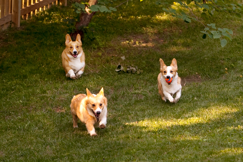 Three adorable corgis playing fetch in the yard.