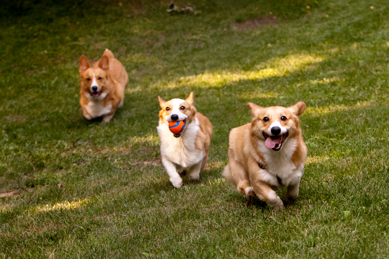 Three adorable corgis playing fetch in the yard.