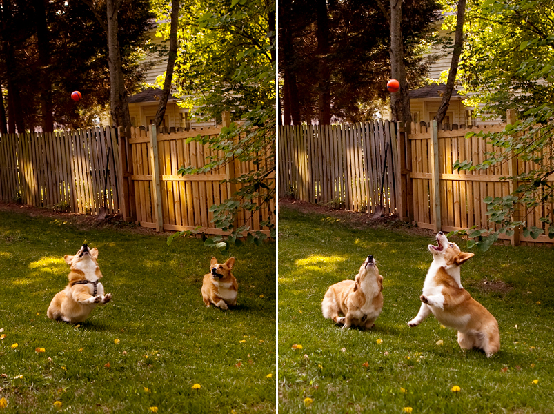 Three adorable corgis playing fetch in the yard.