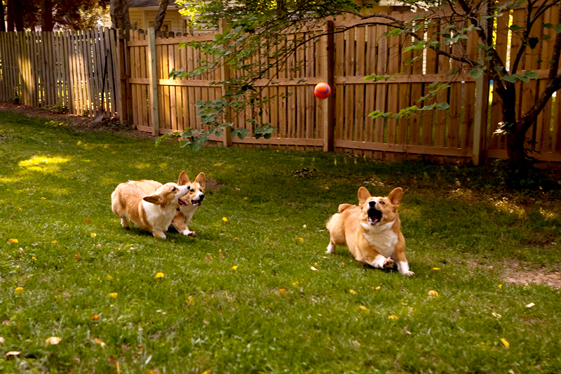 Three adorable corgis playing fetch in the yard.