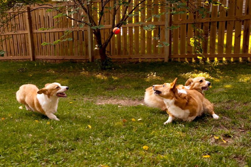 Three adorable corgis playing fetch in the yard.